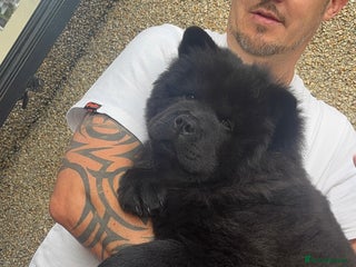 Chow Chow dogs - Advert 4