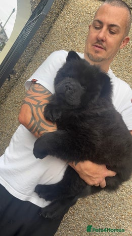 Chow Chow dogs - Advert 1