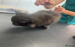 Mixed Breed cats for sale: Mainecoon and british shorthair mix  - Image 11