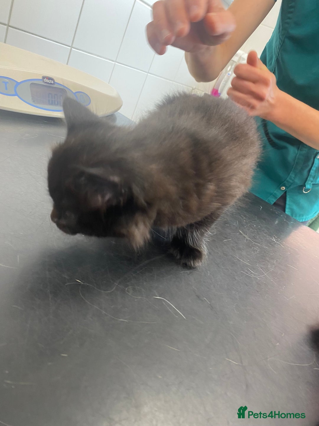 Mixed Breed cats for sale: Mainecoon and british shorthair mix  - Image 11