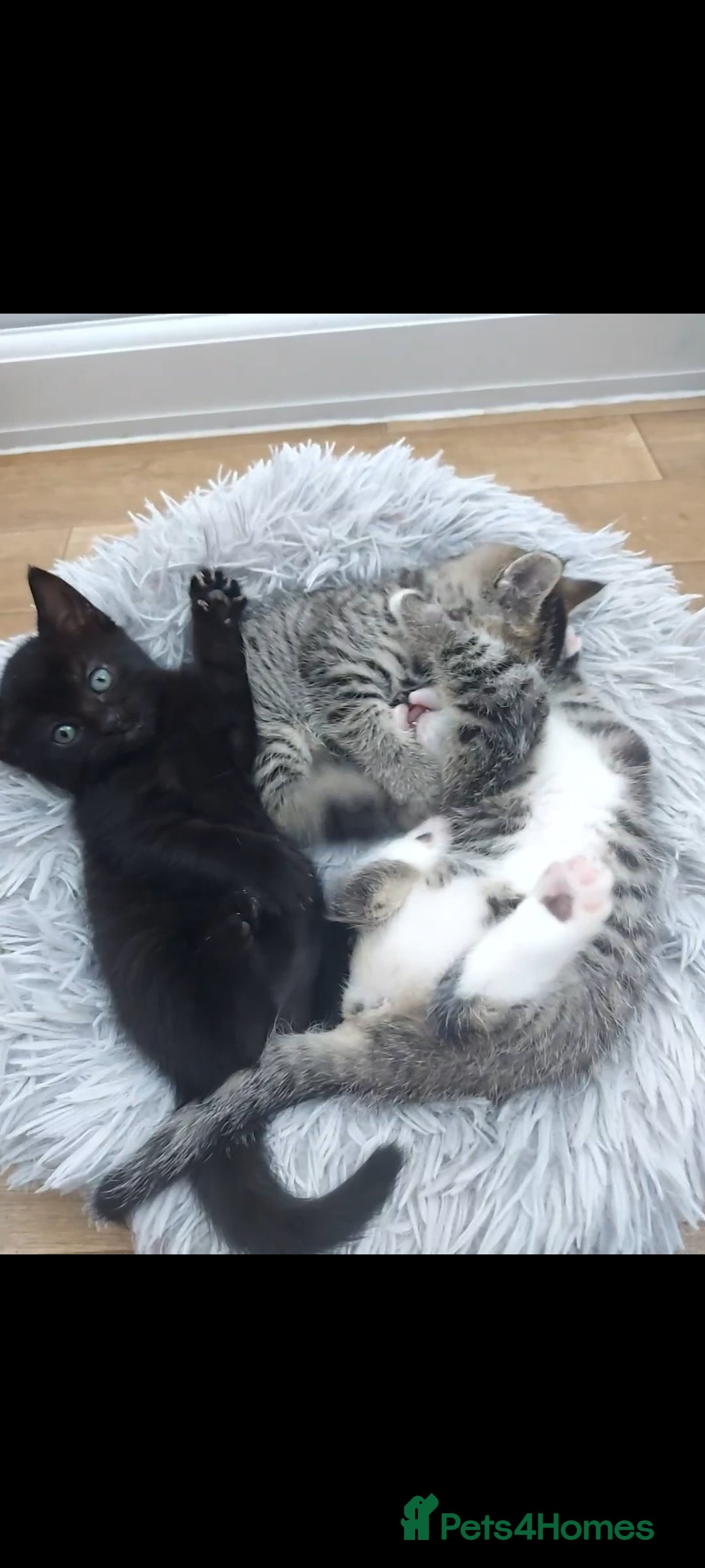 Mixed Breed cats for sale: Beautiful kittens 🥰 - Advert 11