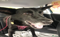 Mixed Breed dogs for adoption: 💖🐶 MARY 🐶💖 - Advert 2