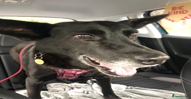 Mixed Breed dogs 💖🐶 MARY 🐶💖 - Advert 15