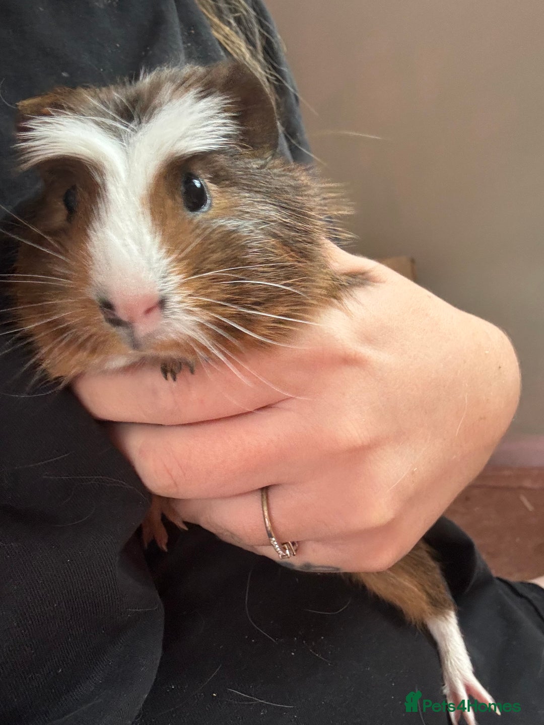 Guinea Pig rodents for sale: 3 bonded males 5 weeks old  - Image 12
