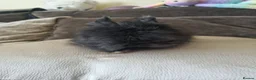 Lionhead rabbits for sale: Charcoal fluffy lionhead rabbit - Advert 4