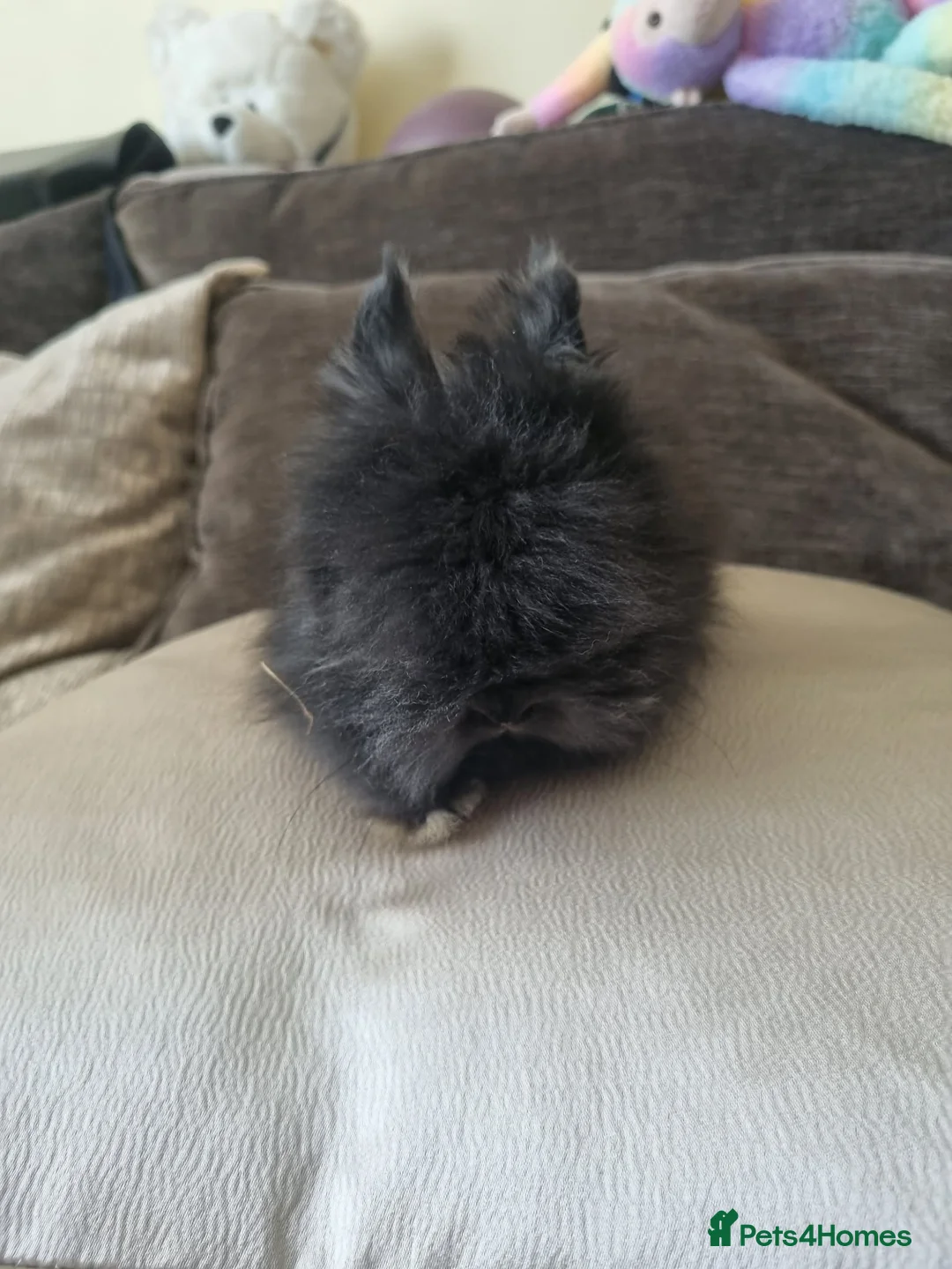 Lionhead rabbits for sale: Charcoal fluffy lionhead rabbit - Advert 4