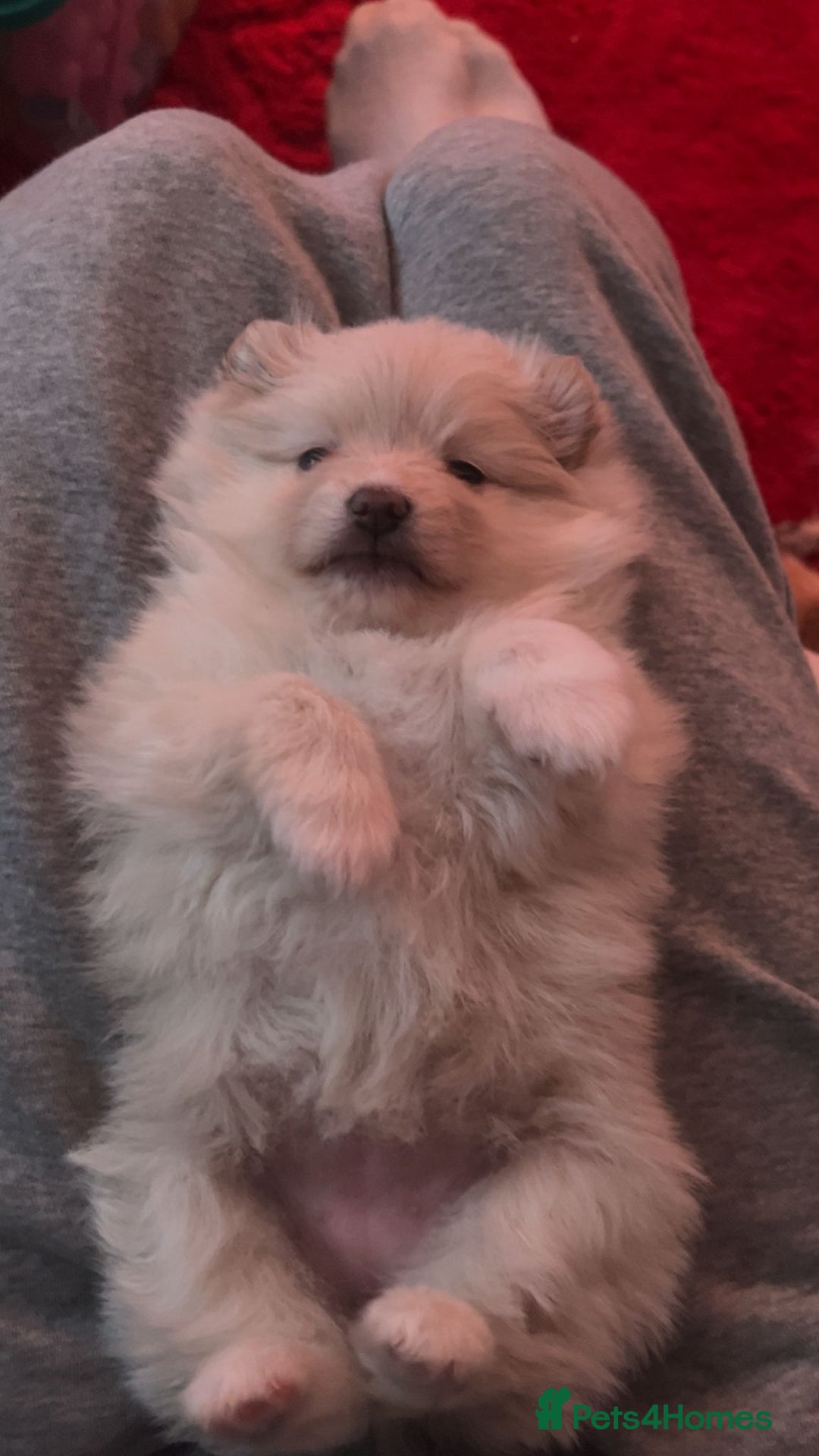 Pomeranian dogs for sale: Pomeranian Puppy For Sale - Advert 2