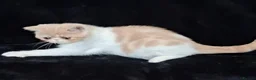 Persian cats for sale: Persian/exotic kittens - Advert 13