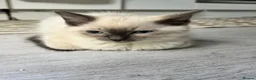 Ragdoll cats for sale: Gorgeous Fluffy Ragdoll Kitten – 3 Months Old - Advert 9