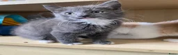 Mixed Breed cats for sale: 4 Beautiful Kittens Ready for Their Forever Homes in Manchester - Advert 13