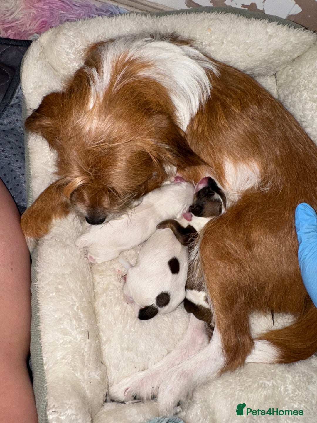 Jackapoo dogs for sale: Cavapoo x jack Russell puppies  - Image 31