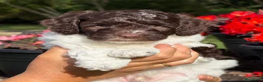 Cockapoo 1