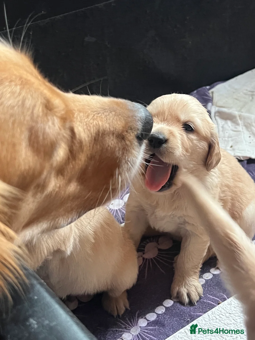 Golden Retriever dogs for sale: LITTLE BUNS - Advert 32