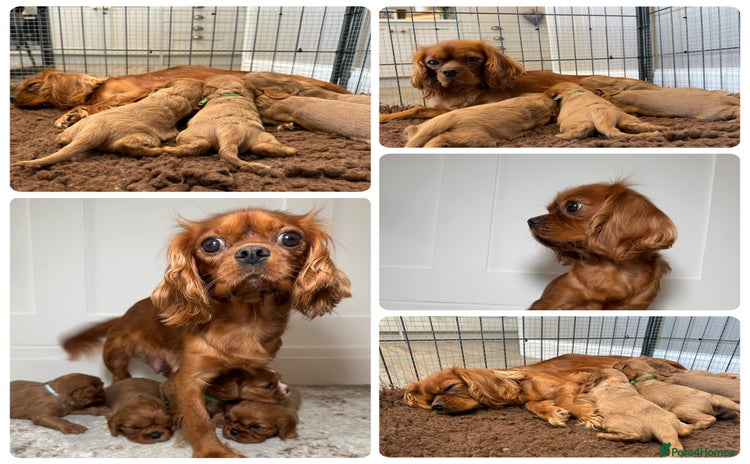 Cavalier King Charles Spaniel dogs - Advert 3