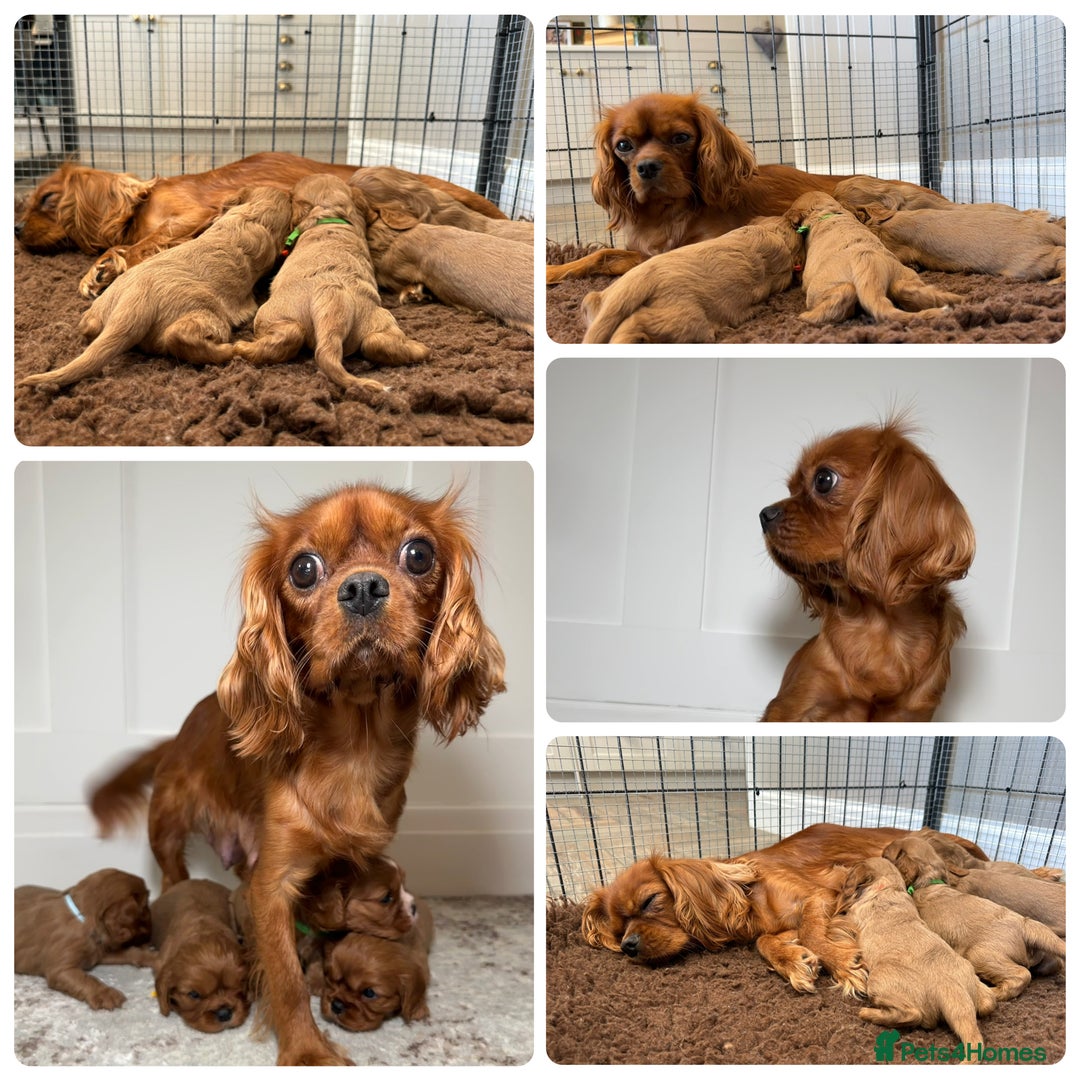 Cavalier King Charles Spaniel dogs for sale: Health Tested parents, Beautiful litter of CKCS - Image 9