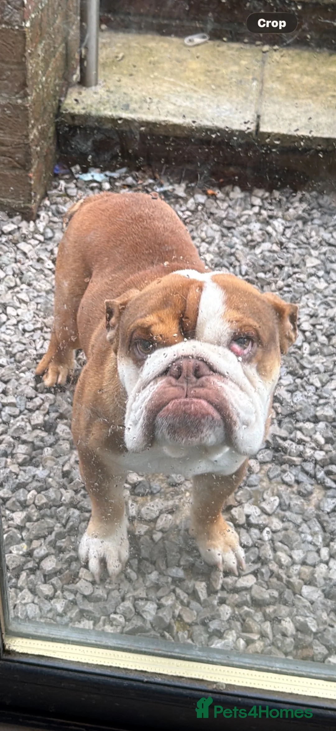 English Bulldog dogs for sale: English Bulldog 20months old  - Advert 2