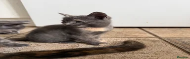 Patch