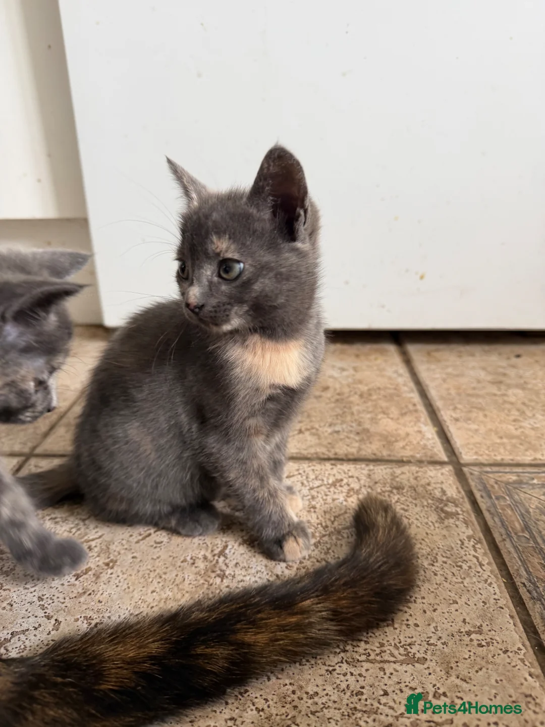 Mixed Breed cats for sale: Beautiful, lively kittens available  - Advert 5