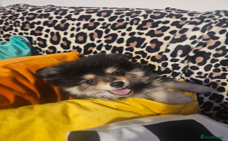 Pomeranian dogs - Advert 1