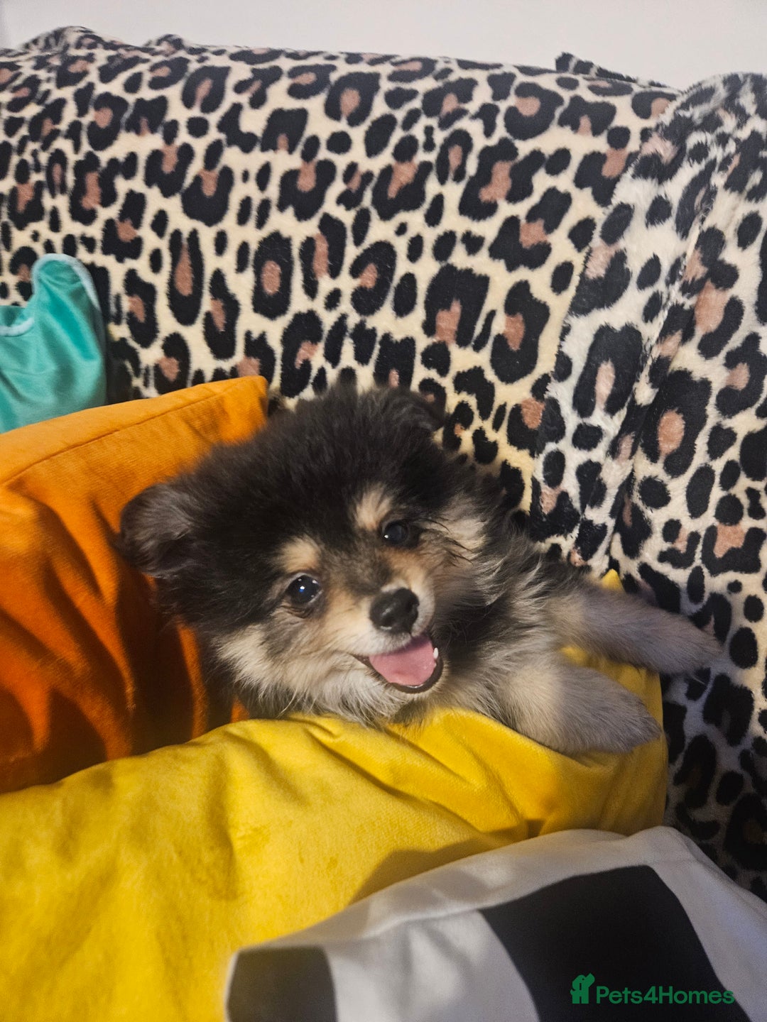 Pomeranian dogs for sale: Pomeranian black tan girl - Image 1