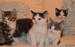 Mixed Breed cats for sale: 6 Adorable Playful Kittens for Sale - Image 36