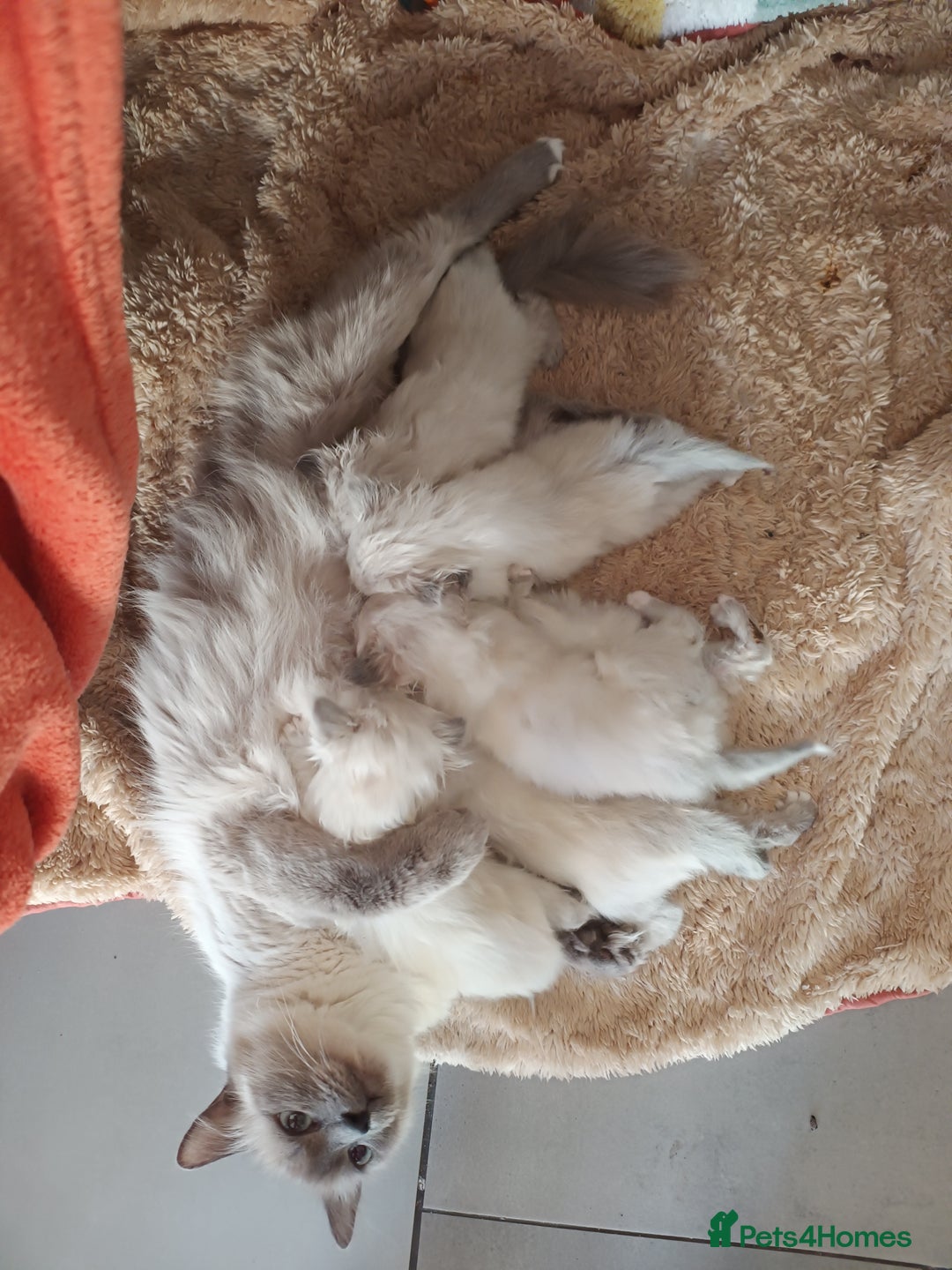 Birman cats for sale: Birman kittens  - Image 7