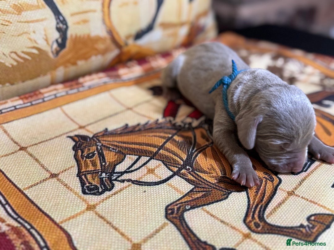 Weimaraner dogs for sale: 🐾Adorable KC Registered Weimaraner Puppies🐾 - Image 7