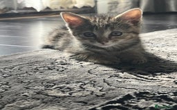 British Shorthair cats for sale: FEMALE & MALE CATS and KITTENs - Image 8