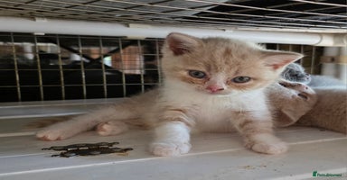 British Shorthair cats - Advert 9