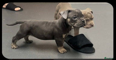 Olde English Bulldogge dogs - Advert 7