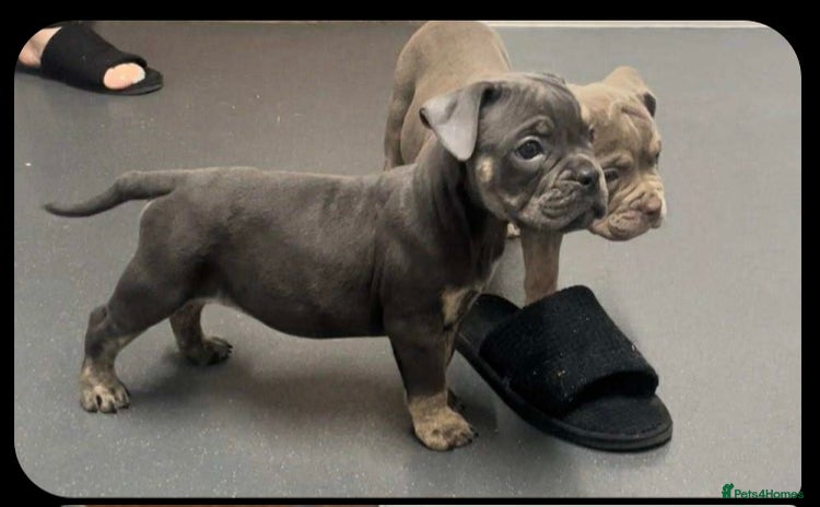 Olde English Bulldogge dogs - Advert 1