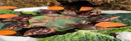 Snails invertebrates for sale: Giant African Snails for sale! - Advert 8