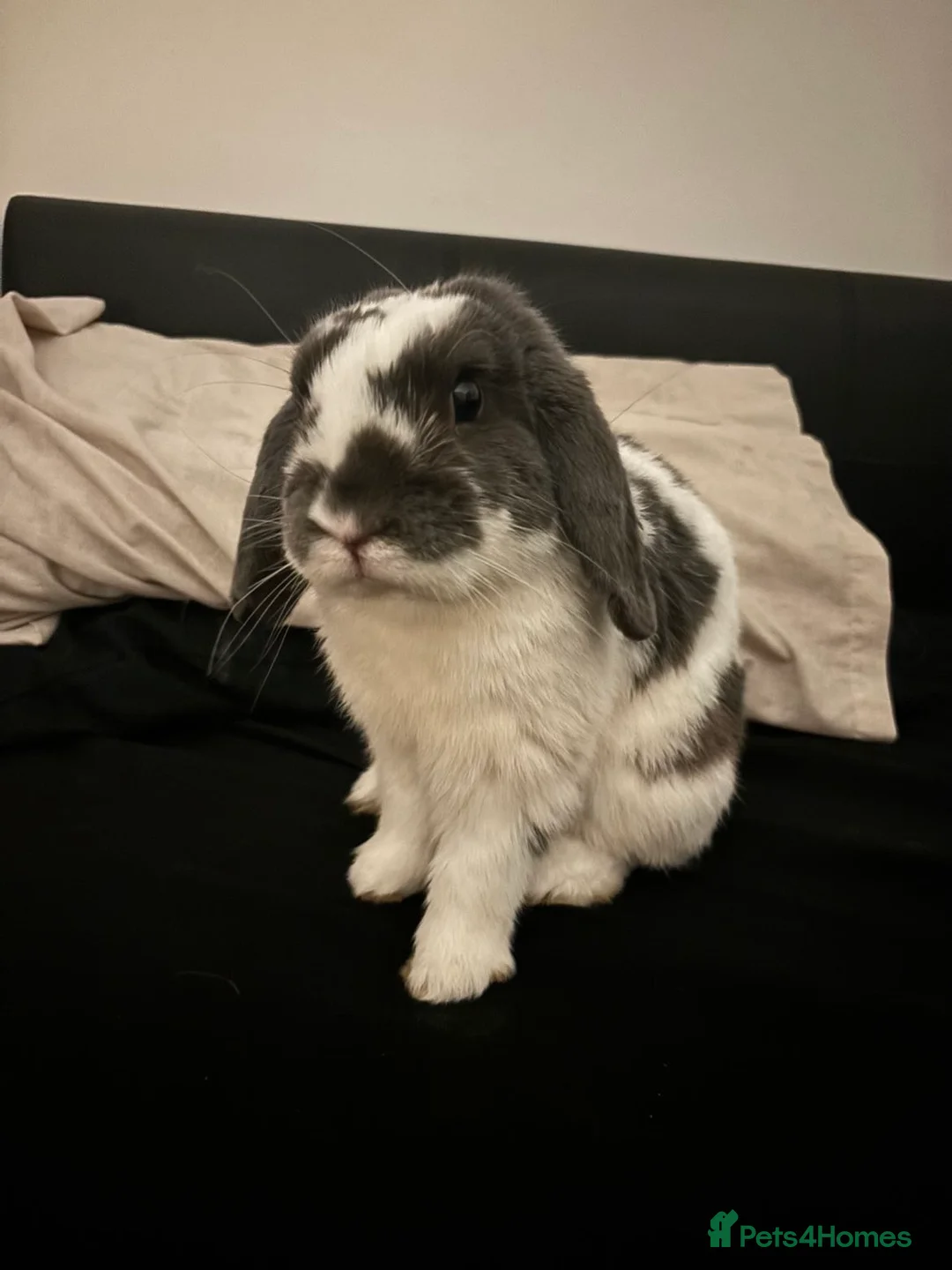 English Lop rabbits for sale: Male Lop  - Advert 2