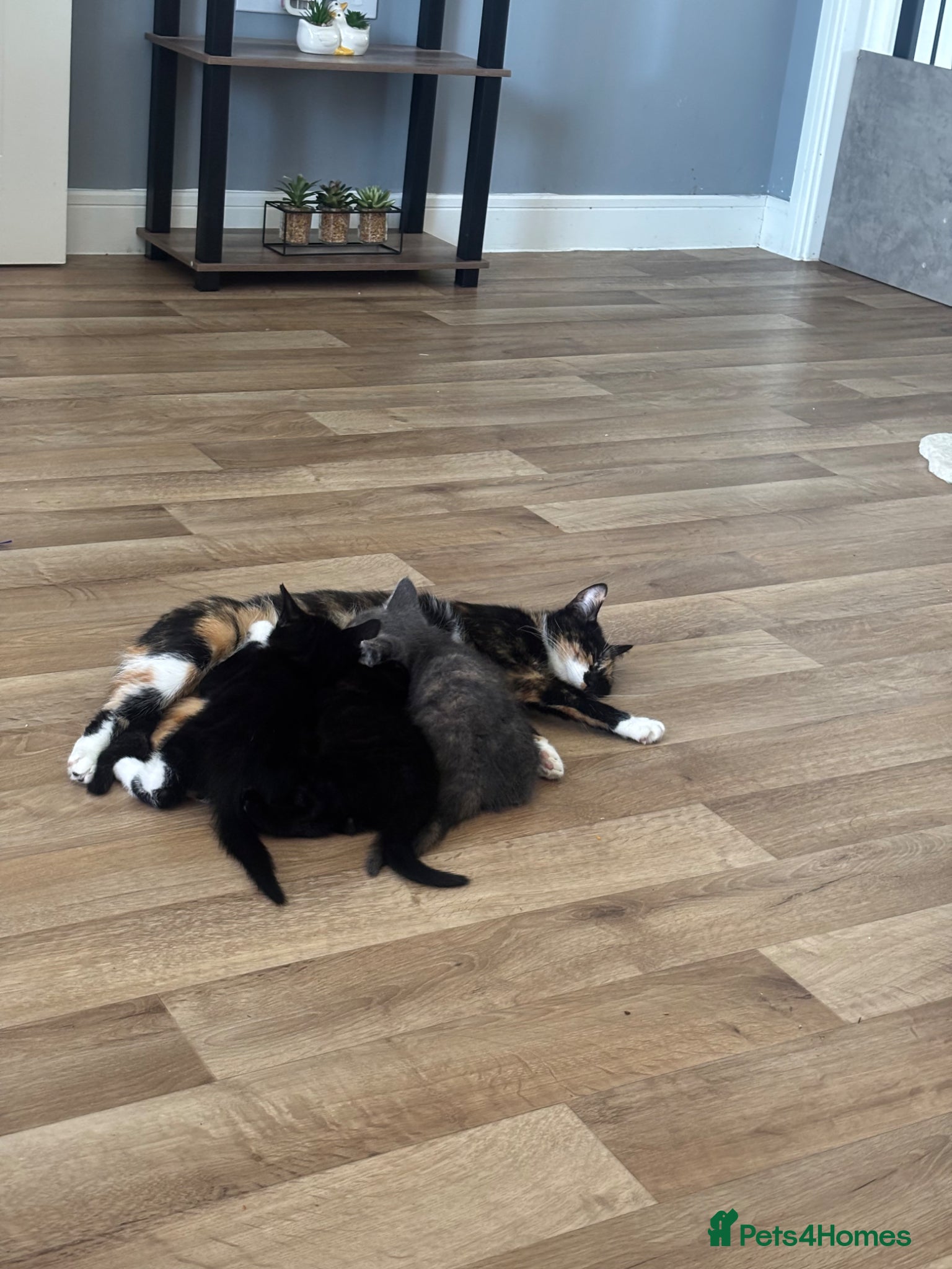 Mixed Breed cats Kittens - Advert 2
