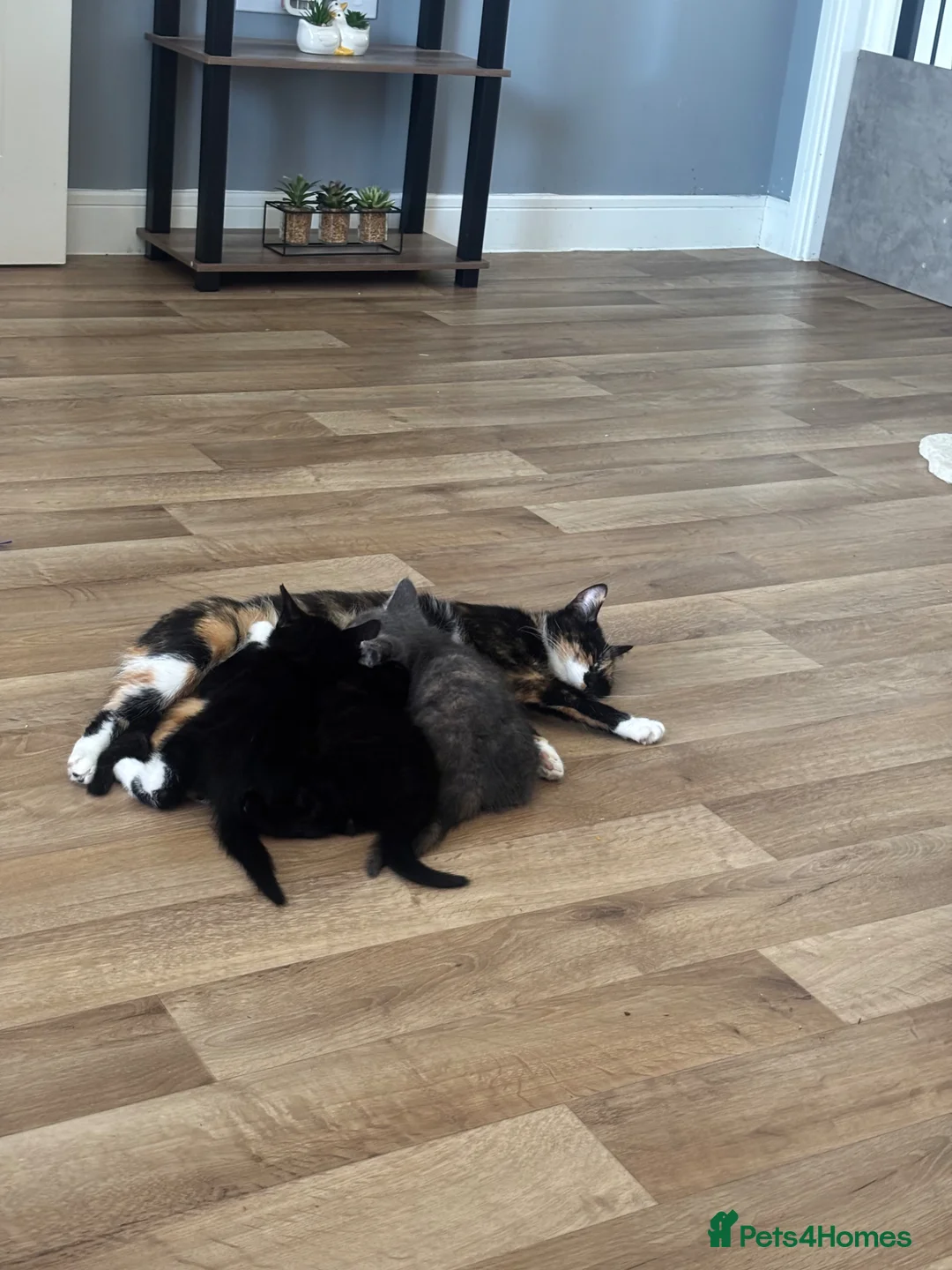 Mixed Breed cats for sale: Kittens - Advert 1