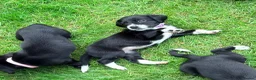 Cockerdor dogs for sale: Working Cockador Pups chocolate black white  - Advert 16