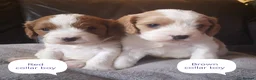 Cavapoo dogs for sale: F1b Toy cavapoo puppies Extensively health tested  - Advert 10