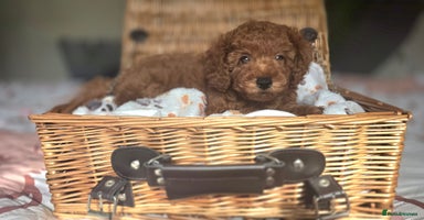 Toy Poodle dogs - Advert 8