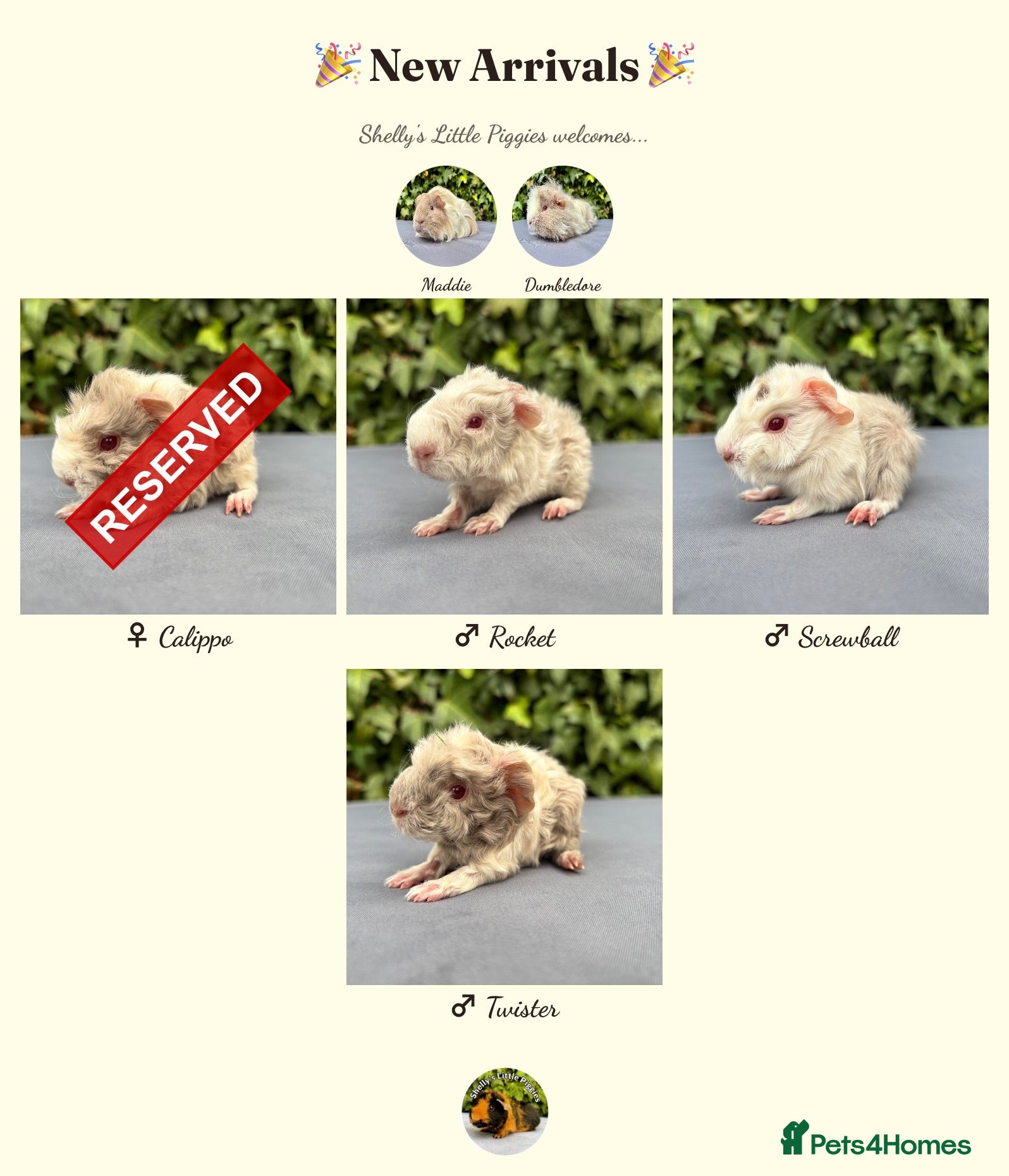 Guinea Pig rodents Gorgeous baby guinea pigs - Advert 21