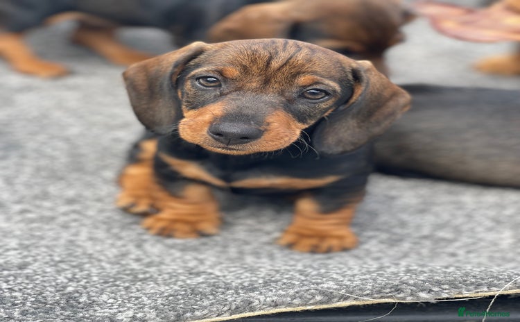 Dachshund dogs - Advert 15