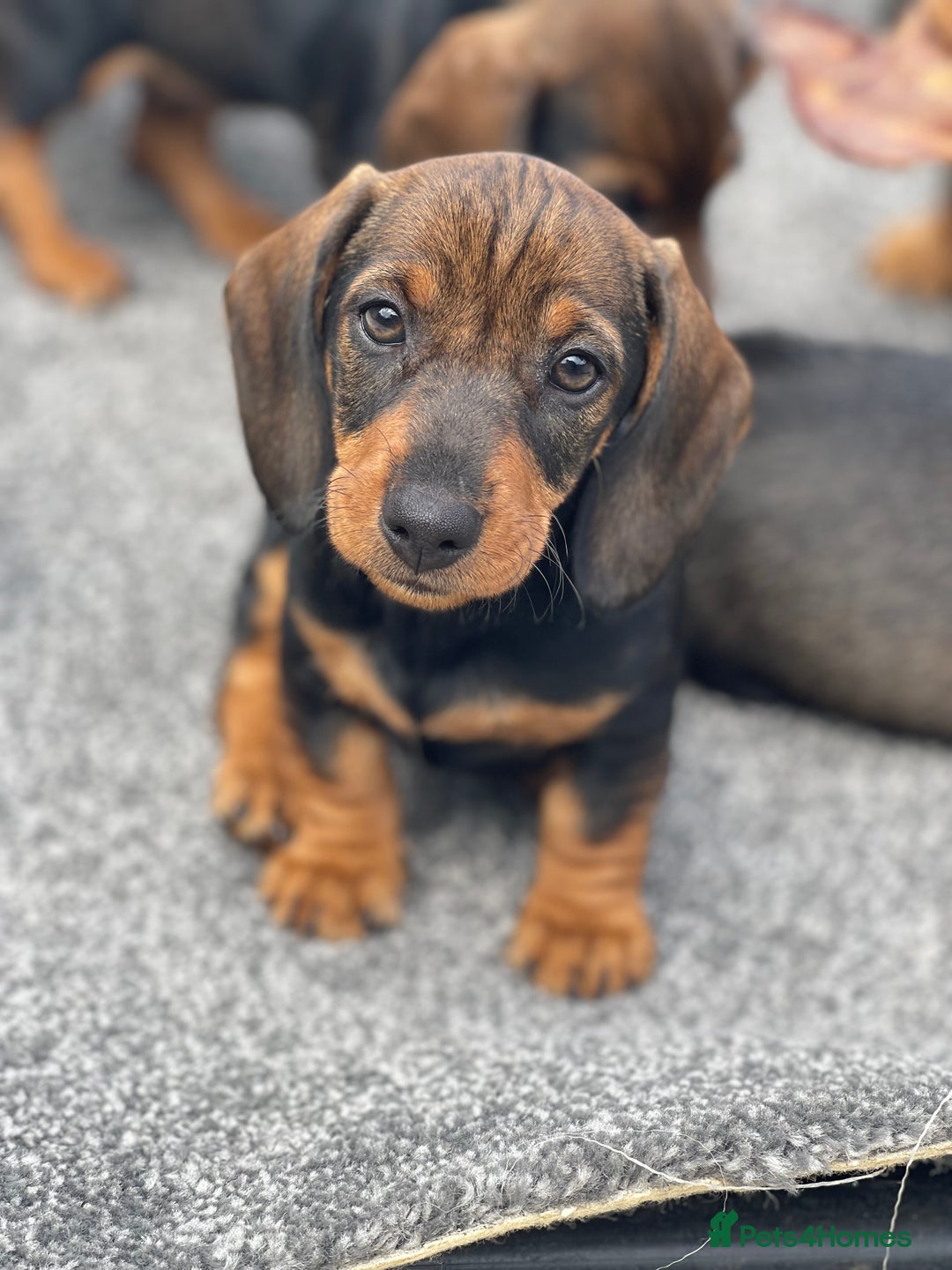 Dachshund dogs for sale: KC Standard Wire Haired Dachshund - Image 1