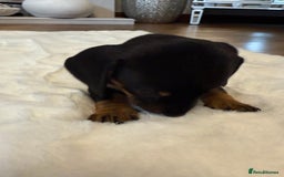 Dachshund dogs for sale: Dachshunds for sale   - Image 24