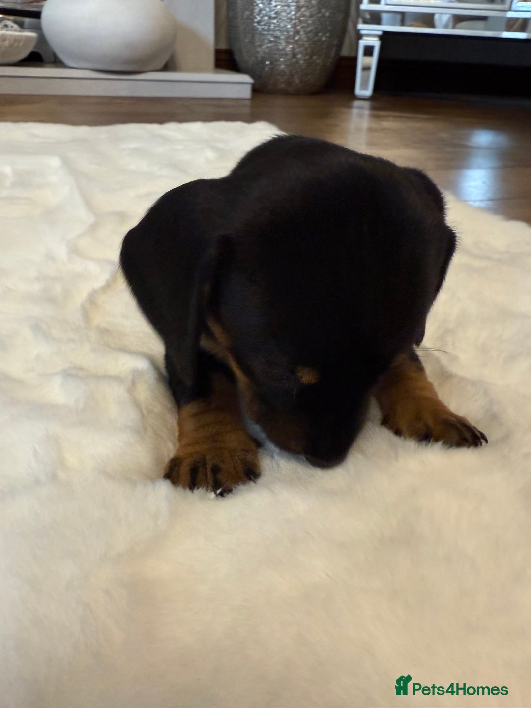 Dachshund dogs for sale: Dachshunds for sale   - Image 24