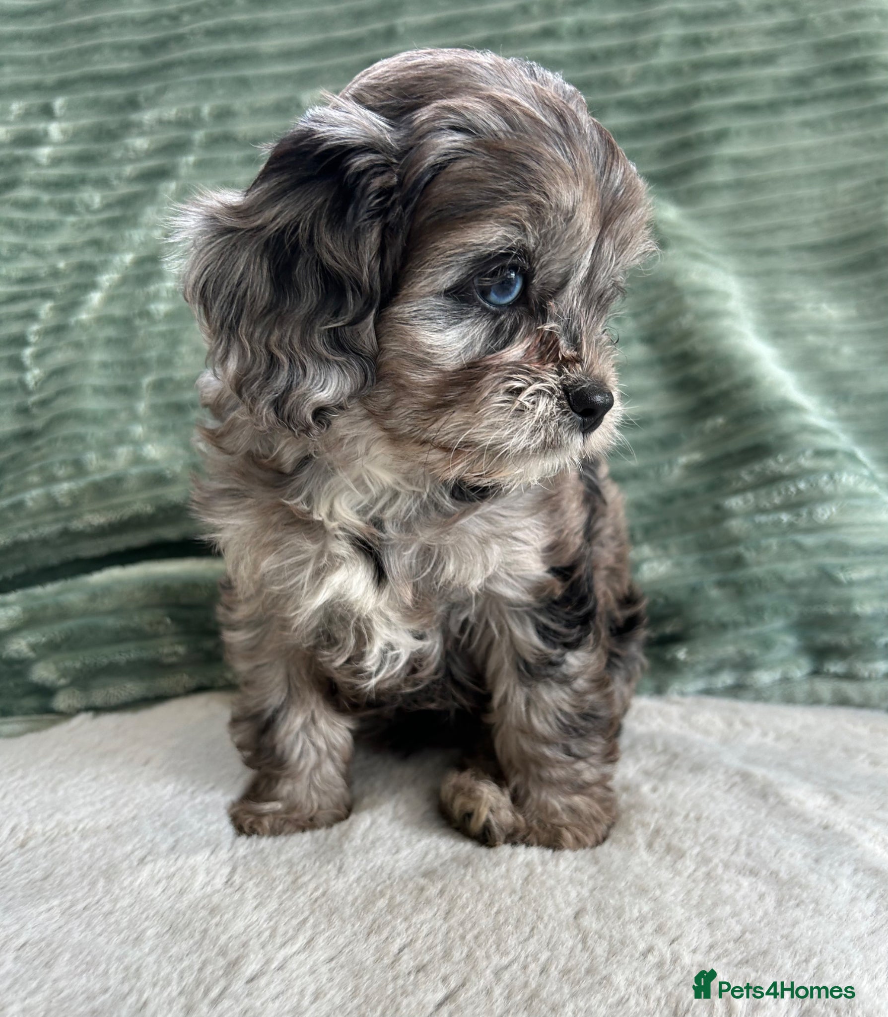 Cavapoo dogs CAVAPOO GIRL PUPPY AVAILABLE TO A 5🌟HOME - Advert 2