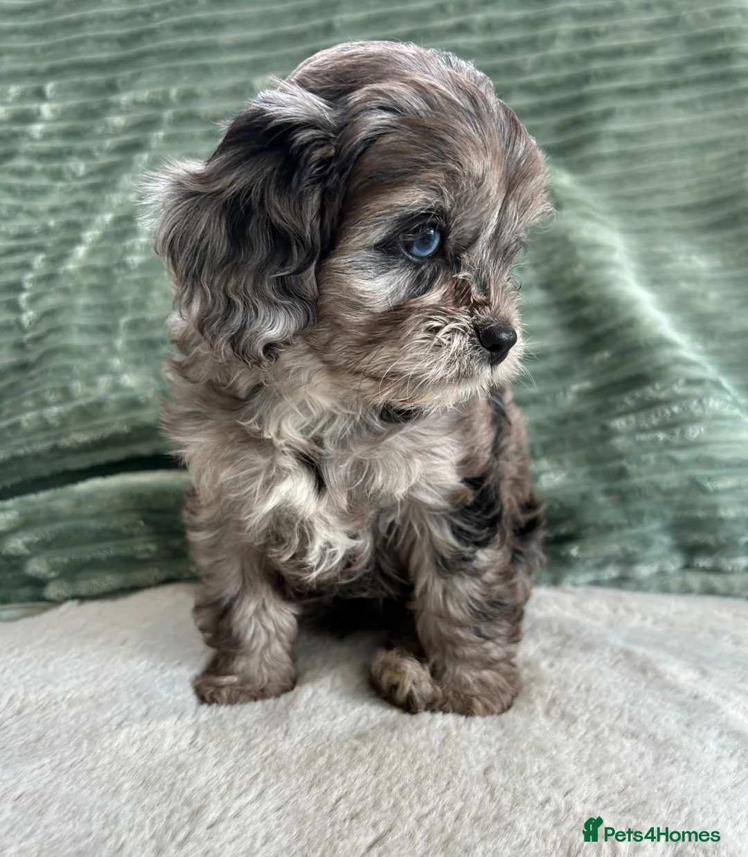 Cavapoo dogs for sale: CAVAPOO GIRL PUPPY AVAILABLE TO A 5🌟HOME - Advert 2