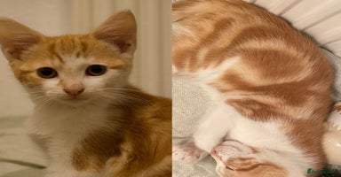 Mixed Breed cats - Advert 13