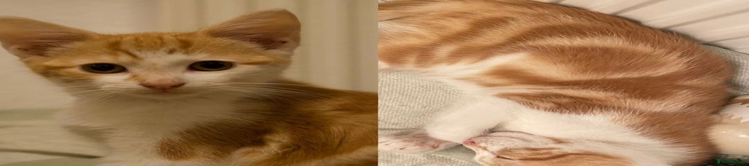 Mixed Breed Kitten 5