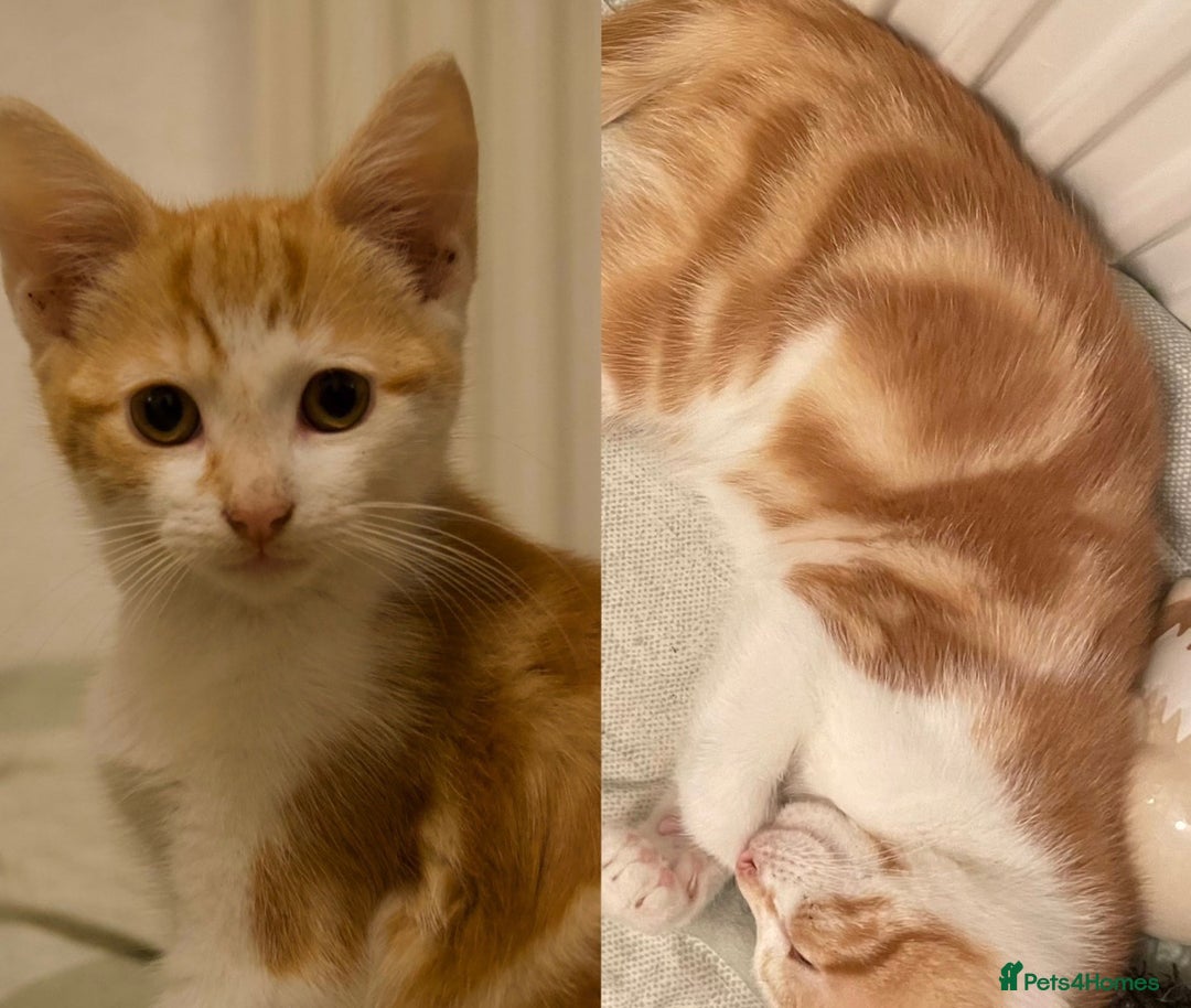 Mixed Breed cats for sale: 😻friendly kittens looking for forever homes - Image 2