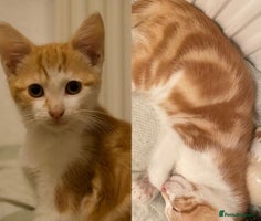 Mixed Breed cats - Advert 8