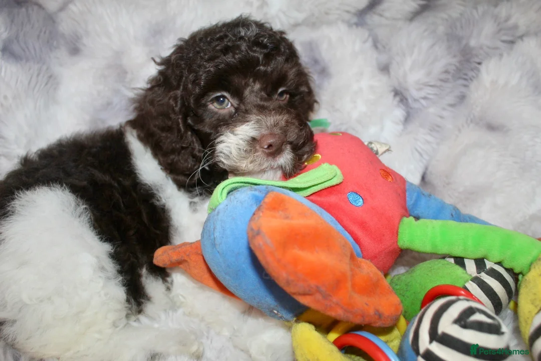 Cockapoo dogs for sale: Cockapoo babies ready from 31st August - Advert 1